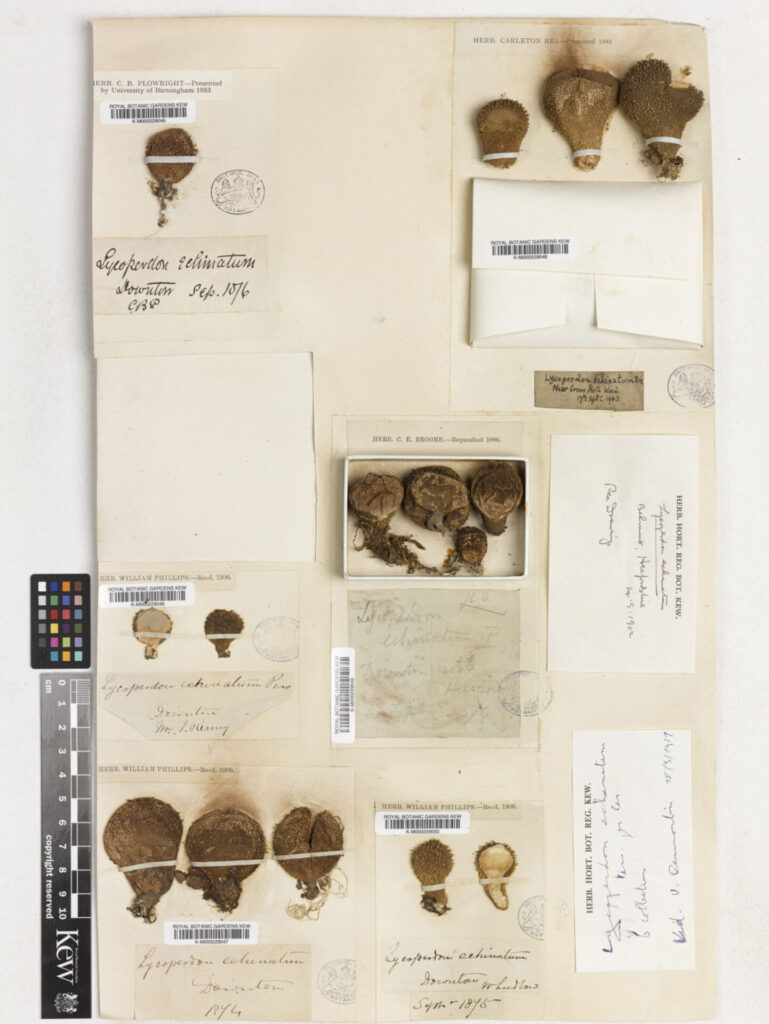 Créditos: RBG Kew, cortesía de IEB