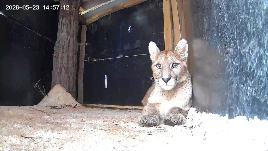 Puma rescatada en Paine. Créditos Refugio Animal Cascada.