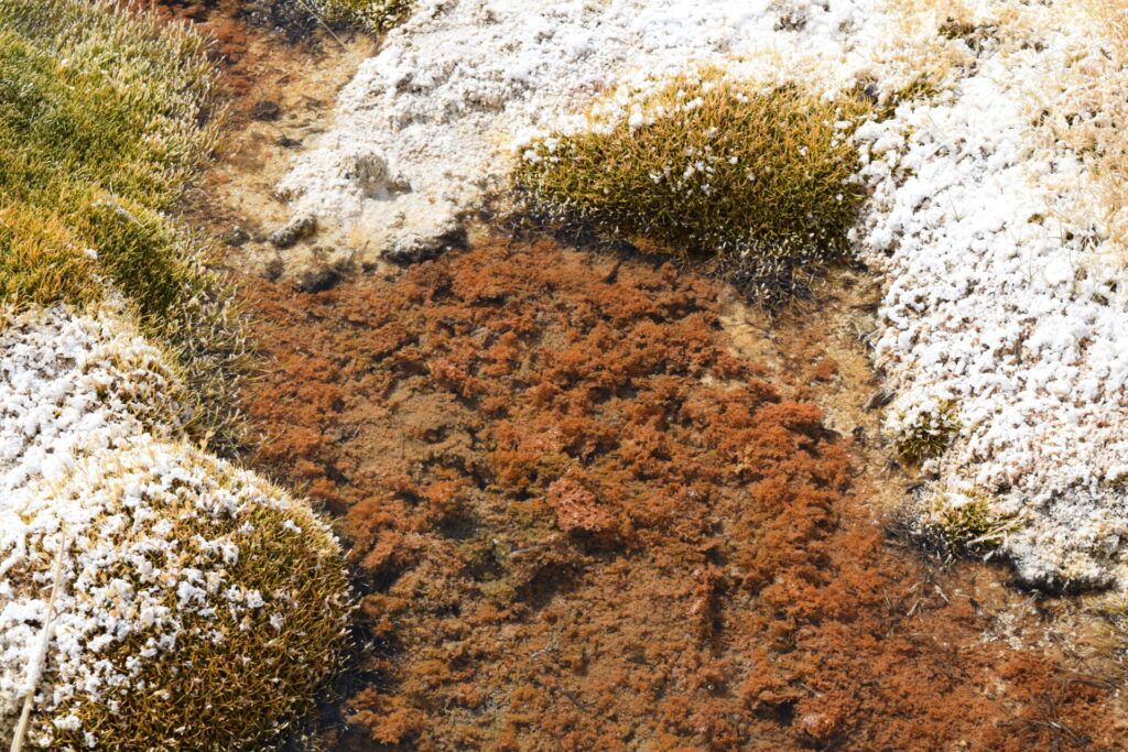 Salar de Gorbea. Foto: ©Andrés Marcoleta.