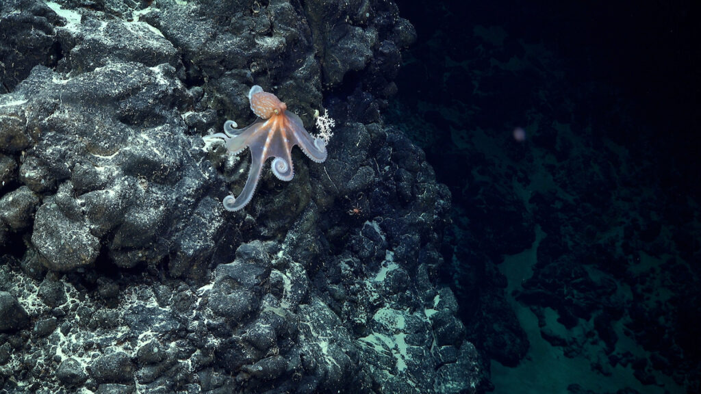Un pulpo fue documentado durante la inmersión 674, un transecto de exploración en el flanco sureste de un monte submarino inexplorado y sin nombre, ubicado dentro de la jurisdicción nacional de Chile, al este de Motu Motiro Hiva. Crédito (CC-BY): ROV SuBastian / Schmidt Ocean Institute.