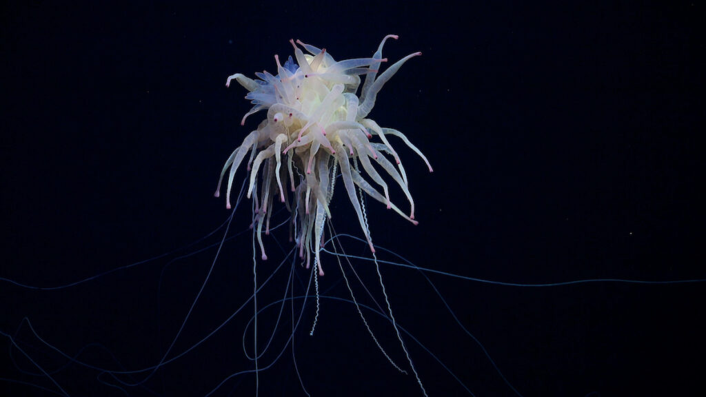 Un ejemplar de Bathyphysa conifera, una especie poco común conocida como monstruo de espagueti volador, fue documentado durante la inmersión 692 mientras el equipo de investigación exploraba un monte submarino sin nombre ni explorar (designado internamente como T06) a lo largo de la dorsal de Nazca, frente a la costa de Chile. Crédito (CC-BY): ROV SuBastian / Schmidt Ocean Institute.
