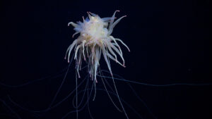 Un ejemplar de Bathyphysa conifera, una especie poco común conocida como monstruo de espagueti volador, fue documentado durante la inmersión 692 mientras el equipo de investigación exploraba un monte submarino sin nombre ni explorar (designado internamente como T06) a lo largo de la dorsal de Nazca, frente a la costa de Chile. Crédito (CC-BY): ROV SuBastian / Schmidt Ocean Institute.