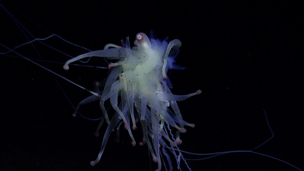 Se avistó un sifonóforo del género Bathyphysa durante la inmersión 677 a lo largo de un transecto en el flanco oriental de un monte submarino inexplorado y no registrado, dentro de la jurisdicción nacional de Chile, al este de Motu Motiro Hiva. Crédito (CC-BY): ROV SuBastian / Instituto Oceanográfico Schmidt.