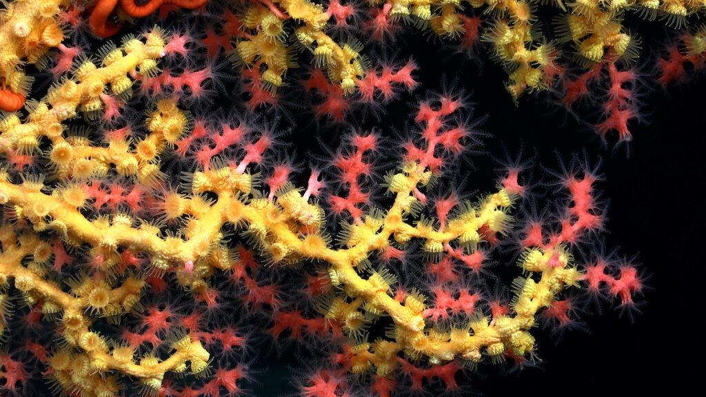 Coral Paragorgia (coral chicle) cubierto de Midas touch (Parazoanthidae amarillo), documentado en el monte submarino T08, en la dorsal de Nazca, frente a la costa de Chile. Crédito (CC-BY): ROV SuBastian / Schmidt Ocean Institute.