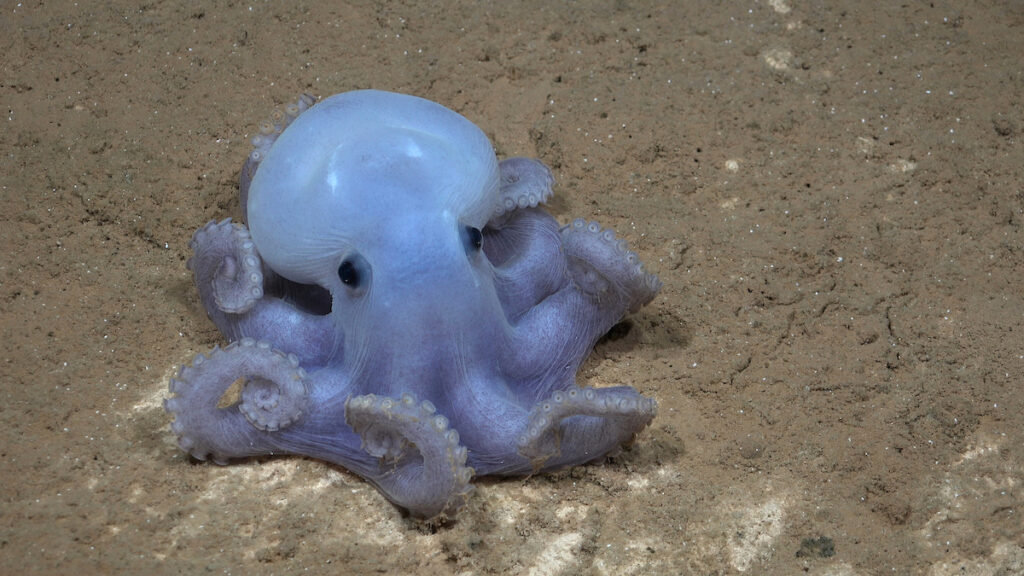 Esta es la primera vez que se observa esta rara especie de pulpo —conocida informalmente como pulpo Casper— en el Pacífico Sur. Descubierta en 2016 y apodada Casper, la especie no ha sido descrita científicamente ni nombrada formalmente, ya que aún no se ha recolectado ningún espécimen. Si bien se sabe poco sobre esta especie, los científicos sí saben que es uno de los dos pulpos que se encuentran en la zona abisal del océano. La observación de este video tuvo lugar a 4443 metros de profundidad, casi cinco kilómetros por debajo de la superficie del océano. Crédito (CC-BY): ROV SuBastian / Instituto Oceanográfico Schmidt.