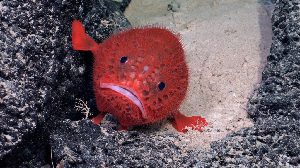Un Chaunacops coloratus, comúnmente conocido como sapo marino, utilizando sus aletas pectorales para apoyarse contra la roca y la arena. Documentado a 1430 metros de profundidad en la inmersión 696 mientras exploraba un monte submarino recientemente descubierto y cartografiado, catalogado como KW-14176, de la Dorsal de Nazca frente a la costa de Chile. Crédito (CC-BY): ROV SuBastian / Schmidt Ocean Institute.