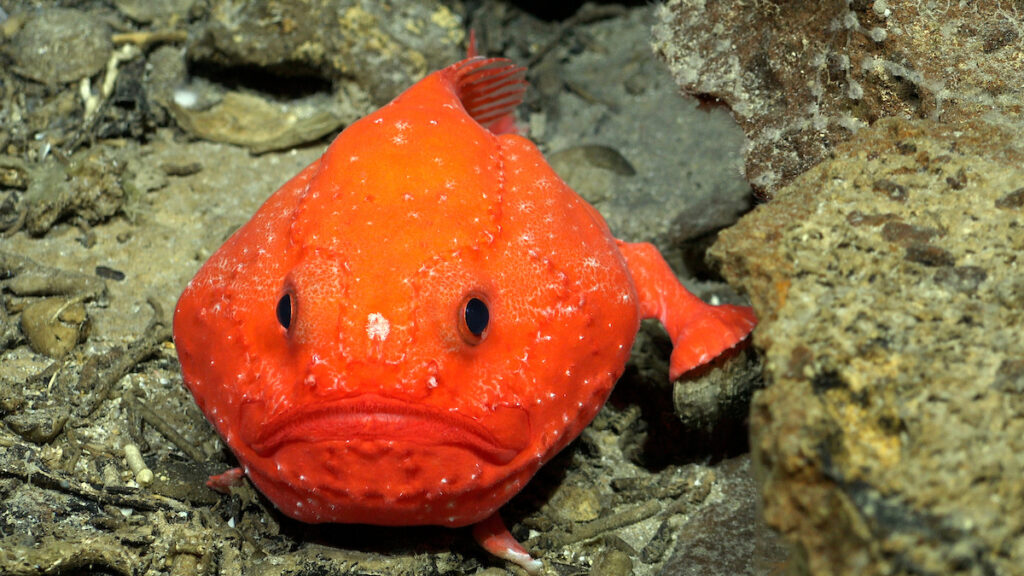 Durante la inmersión 664, se documentó un ejemplar de Chaunax (género de pez óseo de la familia de los sapos marinos). Crédito (CC-BY): ROV SuBastian / Instituto Oceanográfico Schmidt.