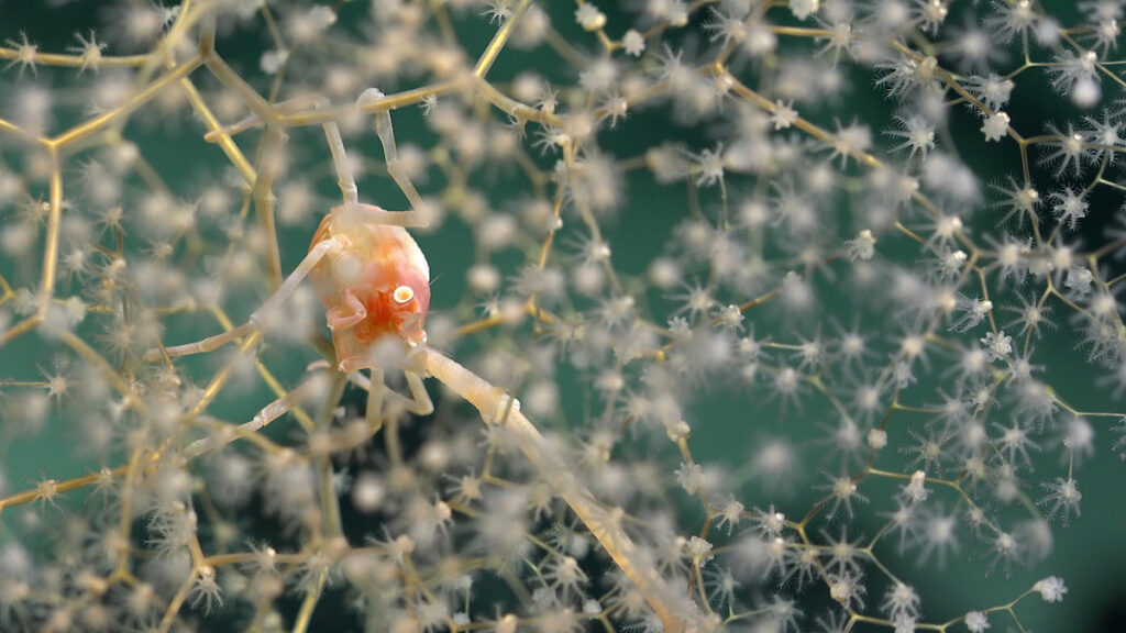 Un coral Chrysogorgia y una langosta enana fueron ductados durante la inmersión 672 a lo largo de un transecto en el flanco norte de Motu Motiro Hiva, una isla deshabitada en la Cordillera de Salas y Gómez. Crédito (CC-BY): ROV SuBastian / Instituto Oceanográfico Schmidt.