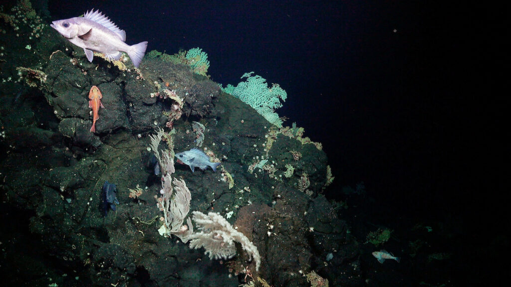 Esta escena se documentó durante la inmersión 697, mientras explorábamos un monte submarino recientemente cartografiado (designado internamente como T08) de la Dorsal de Nazca, frente a la costa de Chile. Crédito (CC-BY): ROV SuBastian / Instituto Oceanográfico Schmidt.