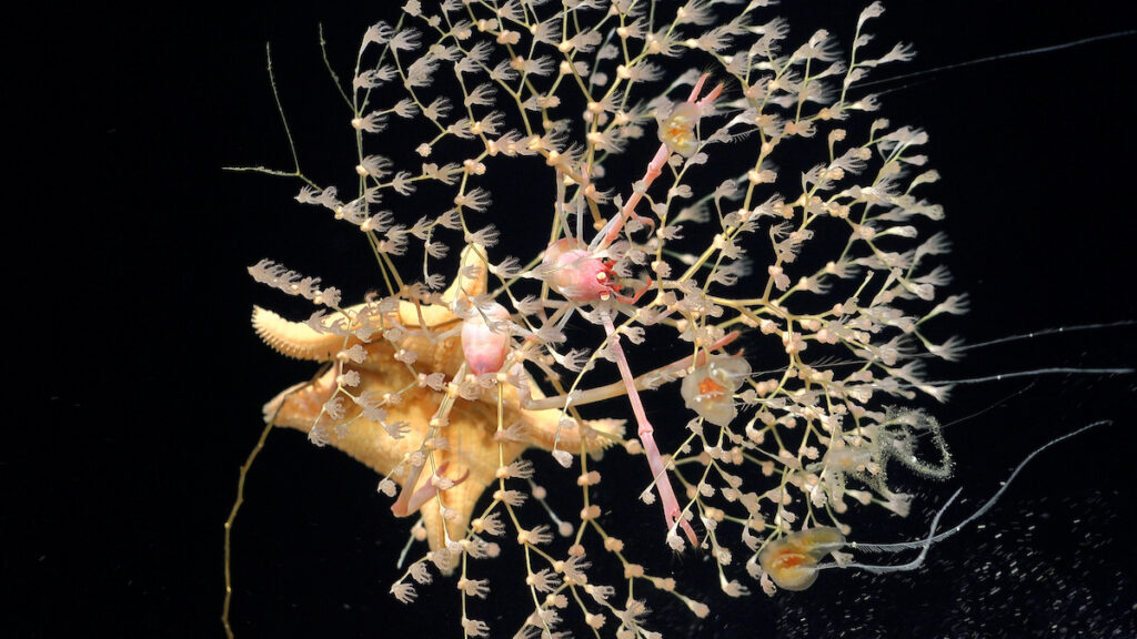 Durante la inmersión 693, se documentó la presencia de Chrysogorgia (coral dorado) y sus especies asociadas (langosta enana: Uroptychus sp.; ctenóforo bentónico: Lyrocteis sp.; estrella de mar: Calliaster sp.), mientras el equipo de investigación exploraba un monte submarino sin nombre (designado internamente como T06) a lo largo de la Dorsal de Nazca, frente a la costa de Chile. Crédito (CC-BY): ROV SuBastian / Schmidt Ocean Institute.