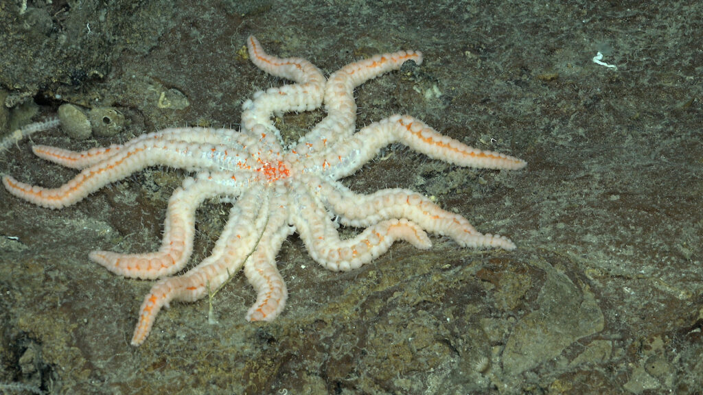 Se documentó una estrella de mar del género Coronaster (Asteriidae) durante la inmersión 664, un transecto en el flanco suroeste de Rapa Nui. Crédito (CC-BY): ROV SuBastian / Instituto Oceanográfico Schmidt.