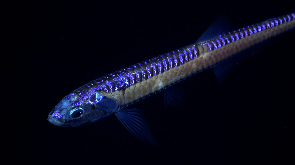 Un pez dragón de aguas profundas, un superdepredador con enormes mandíbulas repletas de dientes afilados como colmillos, fue avistado durante la inmersión 674 a lo largo de un transecto en el flanco sureste de un monte submarino inexplorado y sin nombre, ubicado dentro de la jurisdicción nacional de Chile, al este de Motu Motiro Hiva. Crédito (CC-BY): ROV SuBastian / Schmidt Ocean Institute.