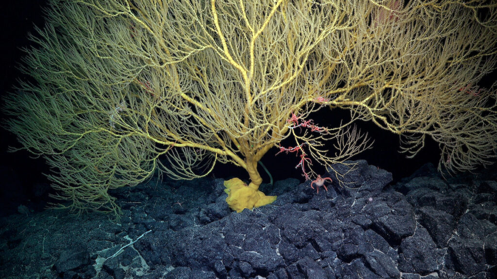 Durante la inmersión número 696, mientras se exploraba un monte submarino recientemente descubierto y cartografiado, catalogado como KW-14176, a lo largo de la dorsal de Nazca frente a la costa de Chile, se documentó un gran coral de bambú que albergaba ctenóforos bentónicos, percebes, una estrella de mar y ofiuroideos. Crédito (CC-BY): ROV SuBastian / Schmidt Ocean Institute.