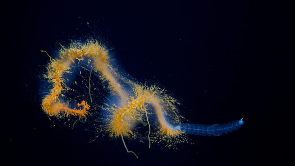 Se observó un sifonóforo durante la inmersión 672 a lo largo de un transecto en el flanco norte de Motu Motiro Hiva, una isla deshabitada en la Dorsal de Salas y Gómez. Crédito (CC-BY): ROV SuBastian / Instituto Oceanográfico Schmidt.