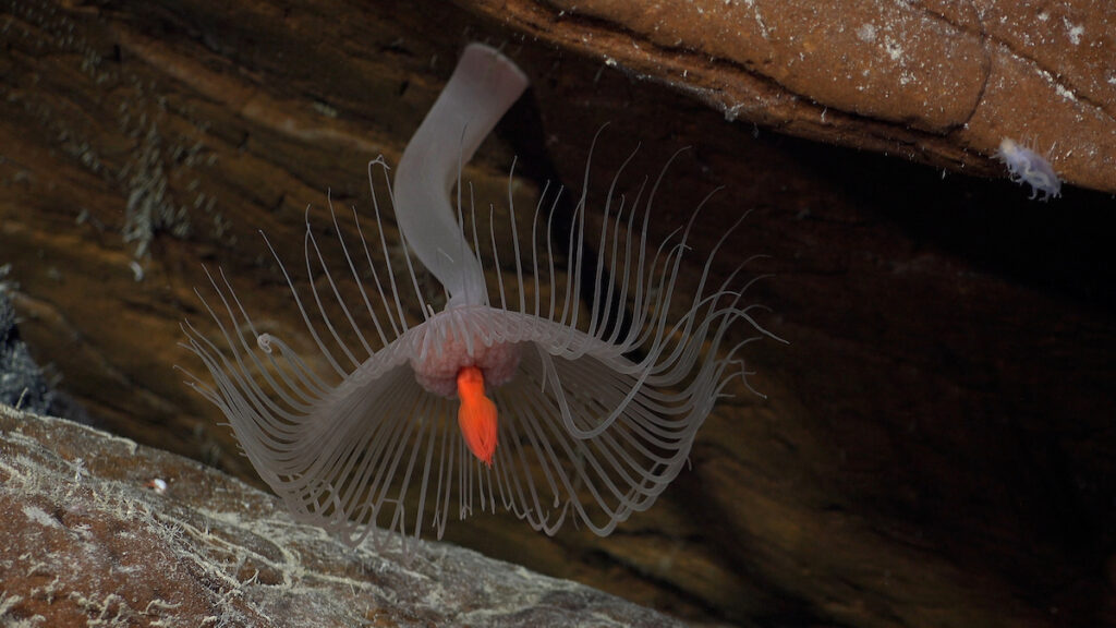 Un hidroide observado durante la inmersión 663 a lo largo de un transecto ubicado en el flanco norte de Rapa Nui. La inmersión comenzó a unos 820 m de profundidad y ascendió hasta los 250-300 m. Crédito (CC-BY): ROV SuBastian / Instituto Oceanográfico Schmidt.