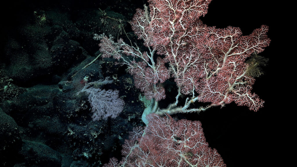 Este coral duro (que se cree que es Corallium) fue documentado a 1526 metros de profundidad durante la inmersión 698, mientras los investigadores exploraban un monte submarino sin nombre ni explorar (designado internamente como T09) a lo largo de la Dorsal de Nazca, frente a la costa de Chile. Crédito (CC-BY): ROV SuBastian / Instituto Oceanográfico Schmidt.