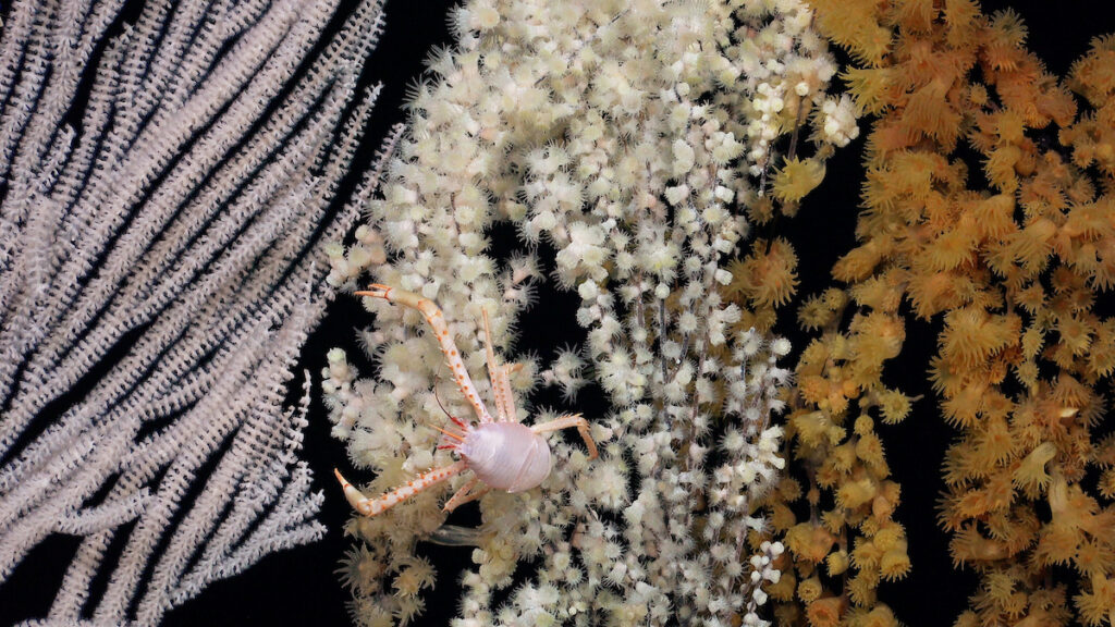 Coral primnoide parcialmente cubierto por dos especies de coral zoántido, observado durante la inmersión 677 a lo largo de un transecto en el flanco oriental de un monte submarino inexplorado y no registrado dentro de la jurisdicción nacional de Chile, al este de Motu Motiro Hiva, una isla deshabitada. Crédito (CC-BY): ROV SuBastian / Instituto Oceanográfico Schmidt.
