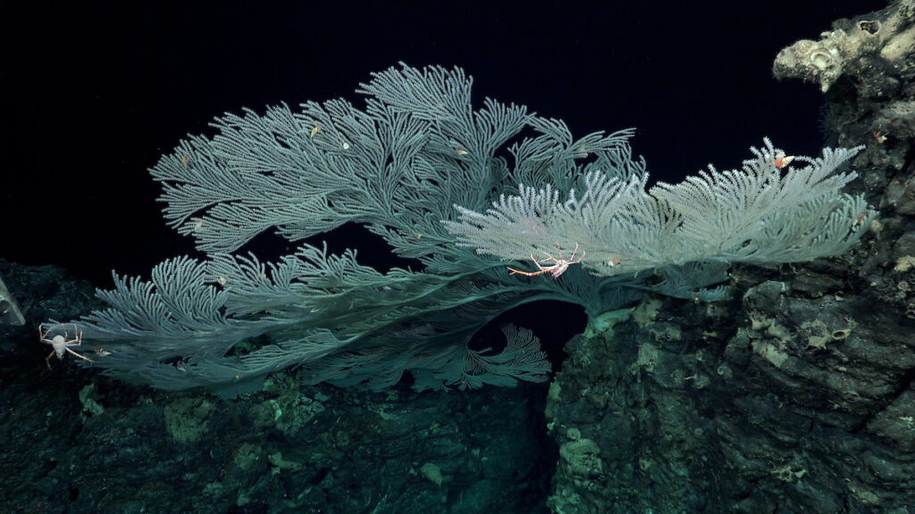 Coral primnoideo con sus asociados, incluyendo cangrejos ermitaños y langostas enanas, durante la inmersión 665, un transecto en el lado occidental del monte submarino Moai, a unos 26 km al oeste de Rapa Nui. Crédito (CC-BY): ROV SuBastian / Instituto Oceanográfico Schmidt.