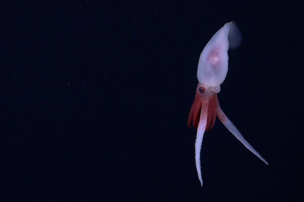 Estas son las primeras imágenes de un calamar vivo del género Promachoteuthis. Hasta ahora, este género de calamar solo se había caracterizado a partir de ejemplares muertos encontrados en redes. El calamar fue documentado durante la inmersión 693. Crédito (CC-BY): ROV SuBastian / Instituto Oceanográfico Schmidt.