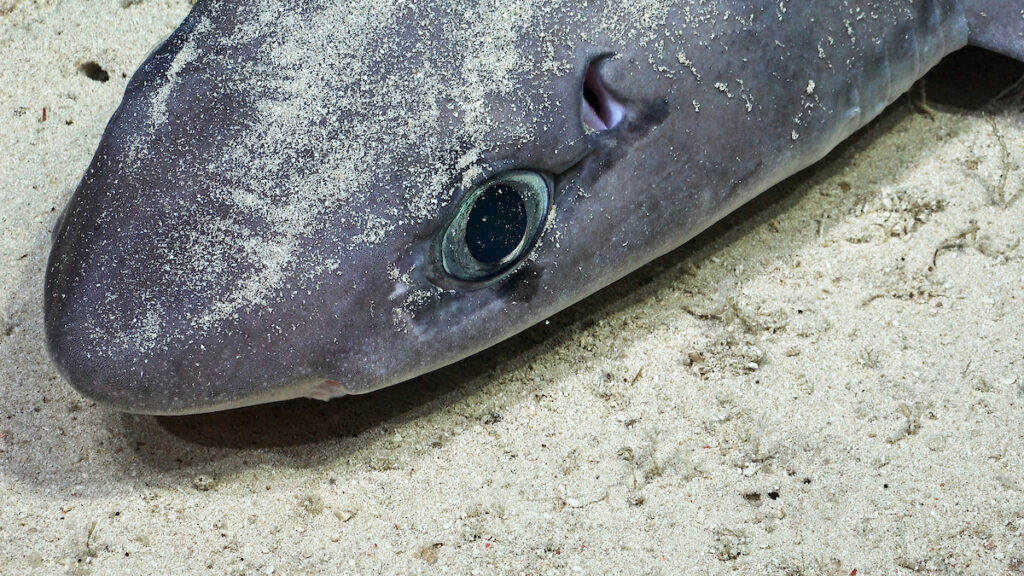El equipo científico documentó este ejemplar de Squalus mitsukurii (perro espinoso de espina corta) en el lecho marino cerca de un monte submarino inexplorado llamado T12, a lo largo de la Dorsal de Nazca, frente a la costa de Chile. Crédito (CC-BY): ROV SuBastian / Instituto Oceanográfico Schmidt.