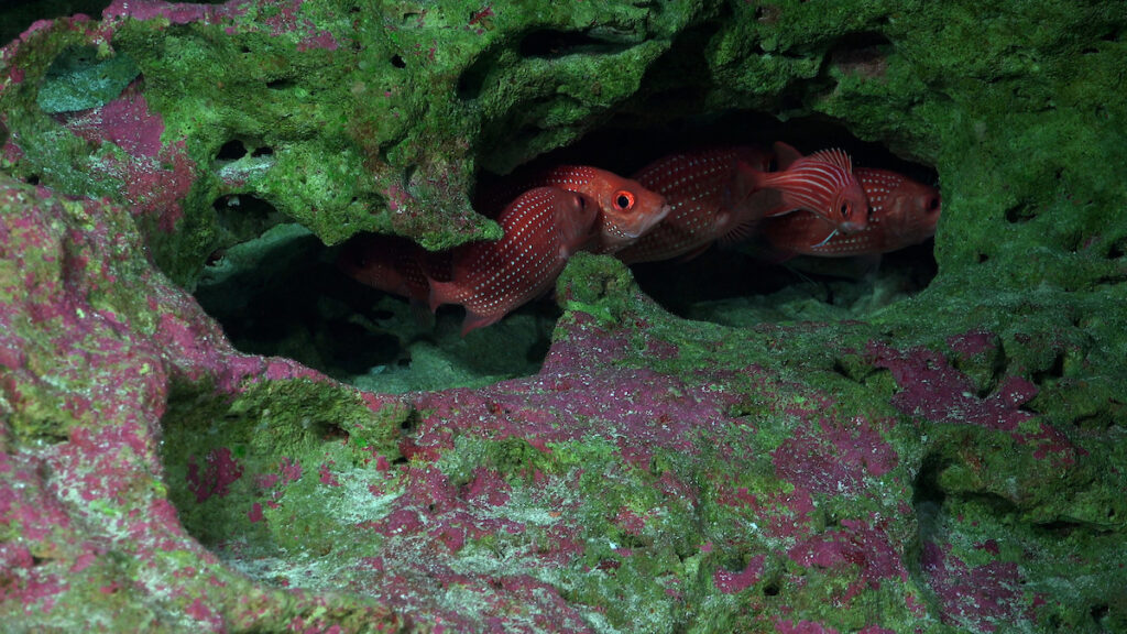 Peces (posiblemente una mezcla de Sargocentron wilhelmi y Pristilepsis oligolepis) observados durante la inmersión 668 a lo largo de un transecto en la cima del monte submarino Pukao, ubicado a unos 86 km al oeste de Rapa Nui. Crédito (CC-BY): ROV SuBastian / Instituto Oceanográfico Schmidt.