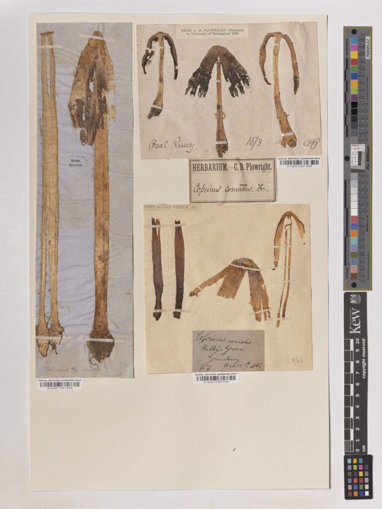 Créditos: RBG Kew, cortesía de IEB