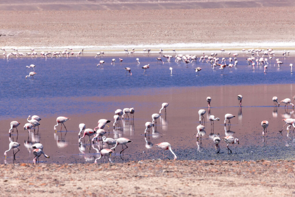 Sitio Ramsar Complejo lacustre Laguna del Negro Francisco y Laguna Santa Rosa. Créditos: César Esteban Pizarro Gacitúa
