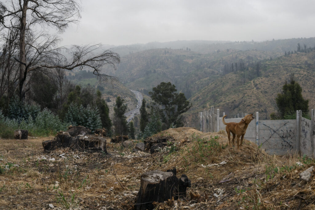 Perro sobre un cortafuegos encima del área quemada que rodea el Jardín Botánico de Viña del Mar. Viña del Mar, 04.11.2025, Chile. Créditos: Stefan Nieland.