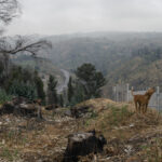 Perro sobre un cortafuegos encima del área quemada que rodea el Jardín Botánico de Viña del Mar. Viña del Mar, 04.11.2025, Chile. Créditos: Stefan Nieland.