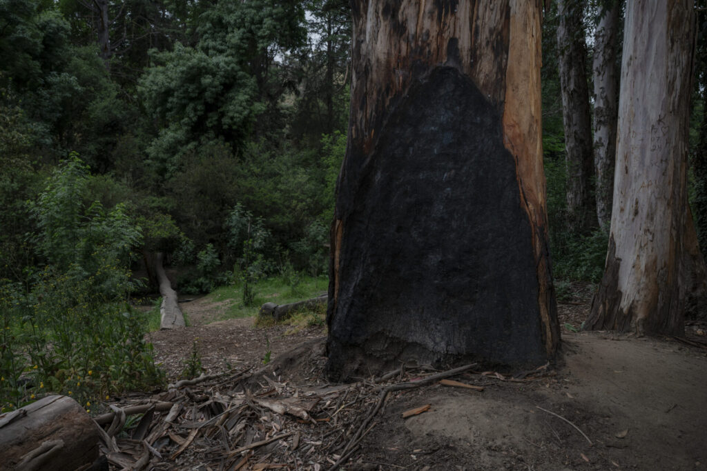 Árbol quemado dentro del Jardín Botánico de Viña del Mar. Viña del Mar, 22.10.2025, Chile. Créditos: Stefan Nieland.