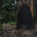 Árbol quemado dentro del Jardín Botánico de Viña del Mar. Viña del Mar, 22.10.2025, Chile. Créditos: Stefan Nieland.