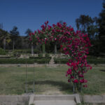 Rosas que vuelven a crecer sobre un arco dentro del Jardín Botánico de Viña del Mar. Al fondo pueden verse los árboles quemados en las colinas. Viña del Mar, 22.10.2025, Chile. Créditos: Stefan Nieland.