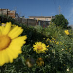 Parque infantil en el campamento Monte Sinaí, cubierto de flores tras el incendio. Monte Sinaí, Viña del Mar, 22.10.2025, Chile. Créditos: Stefan Nieland.