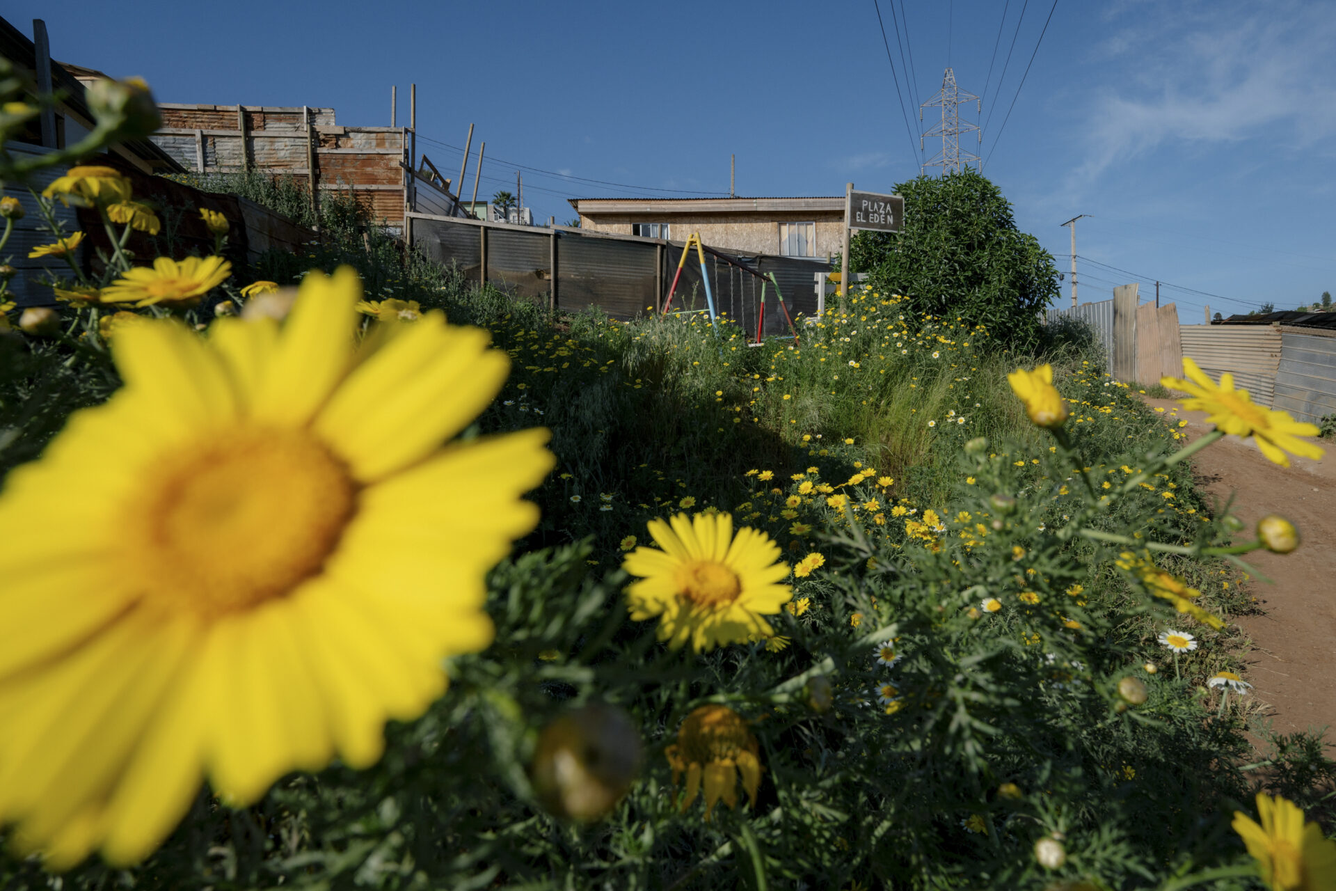 A dos años del megaincendio de Valparaíso, fotógrafo retrata sus secuelas: “Después de que se quemó todo, la gente volvió a plantar flores para manejar su frustración”