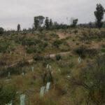 Reforestación en una ladera cerca del Jardín Botánico de Viña del Mar. Viña del Mar, 28.10.2025, Chile. Créditos: Stefan Nieland.