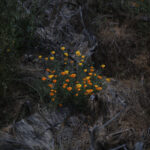 Flores que vuelven a brotar de las cenizas en una ladera del Jardín Botánico de Viña del Mar. Viña del Mar, 28.10.2025, Chile. Créditos: Stefan Nieland.