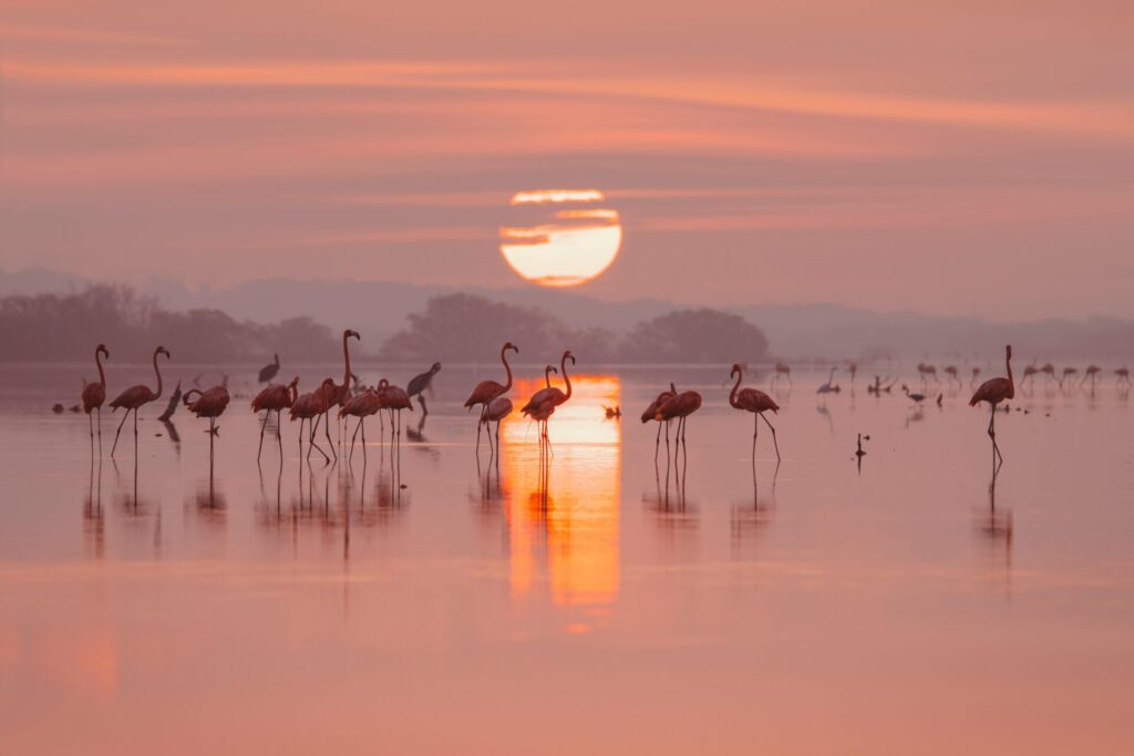Grupo de flamencos al atardecer. Créditos: Trip in Mexico