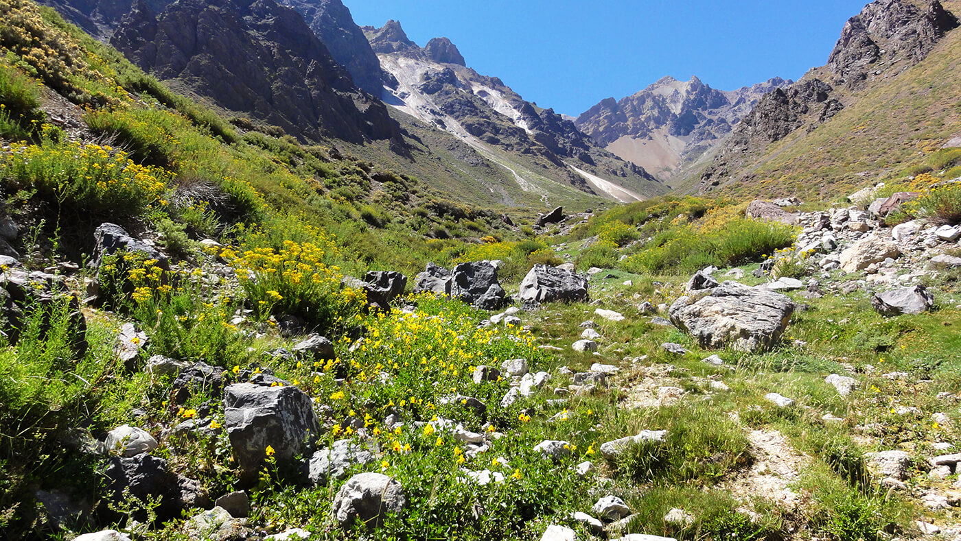 Reingresan a Contraloría decreto de área protegida en el Cajón del Maipo: Busca conservar humedales y el hábitat del gato andino