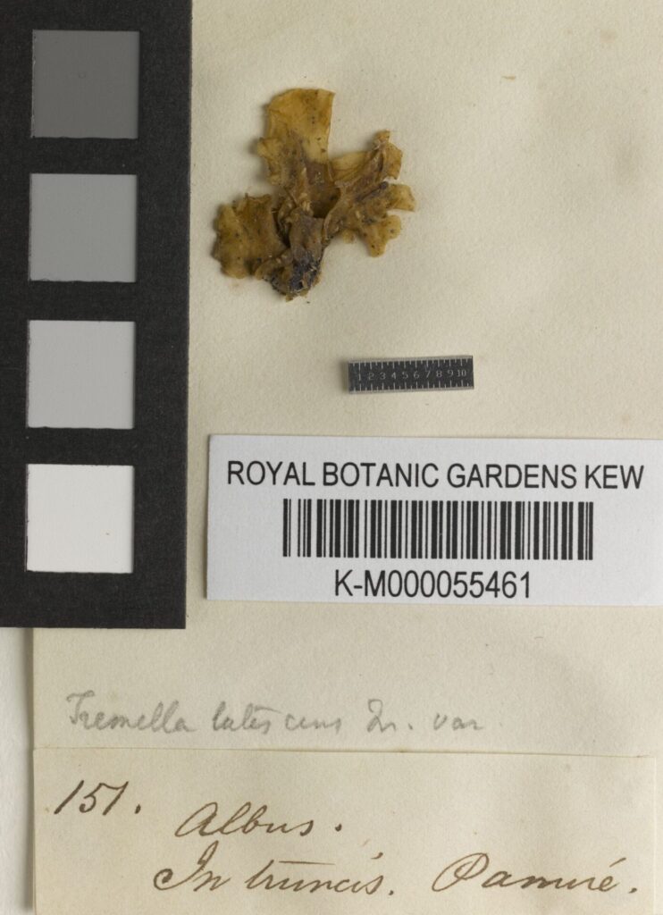Créditos: RBG Kew, cortesía de IEB