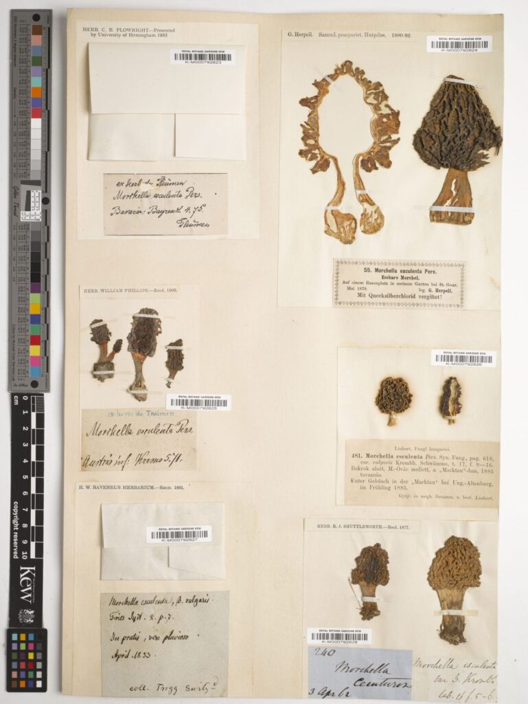 Créditos: RBG Kew, cortesía de IEB