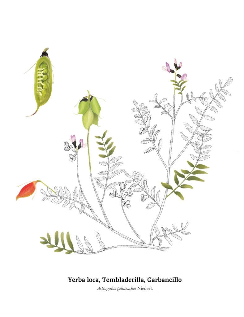 Astragalus Pehuenches (yerba loca). Créditos: Monserrat Herrera