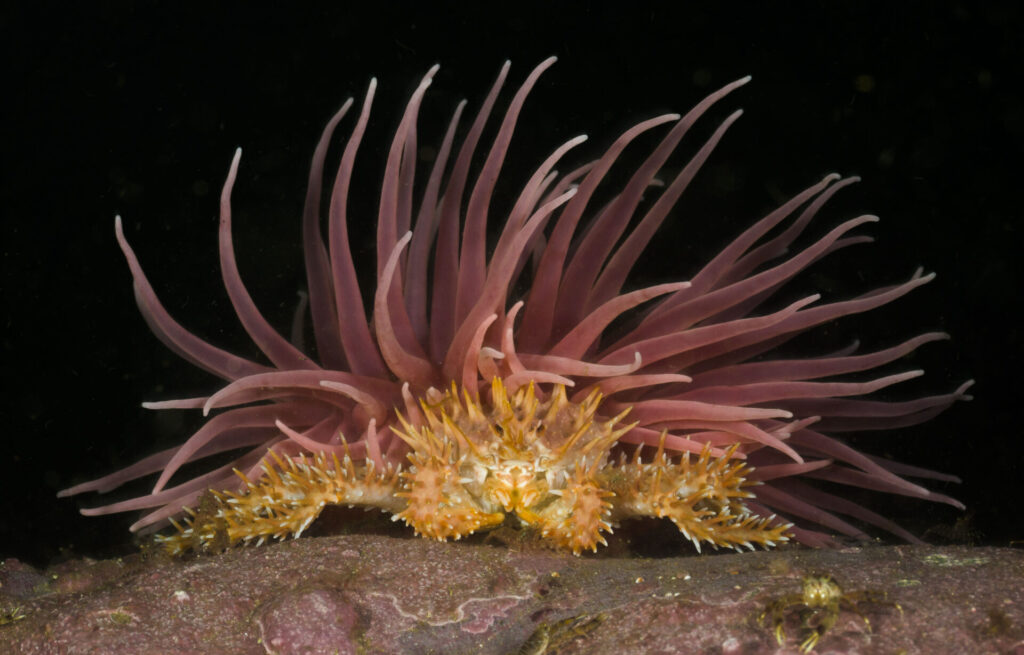 Centolla patagónica (Lithodes santolla). Créditos: © Mauricio Altamirano @mauricio.altamiranoo @chomesub_expediciones
