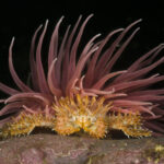 Centolla patagónica (Lithodes santolla). Créditos: © Mauricio Altamirano @mauricio.altamiranoo @chomesub_expediciones