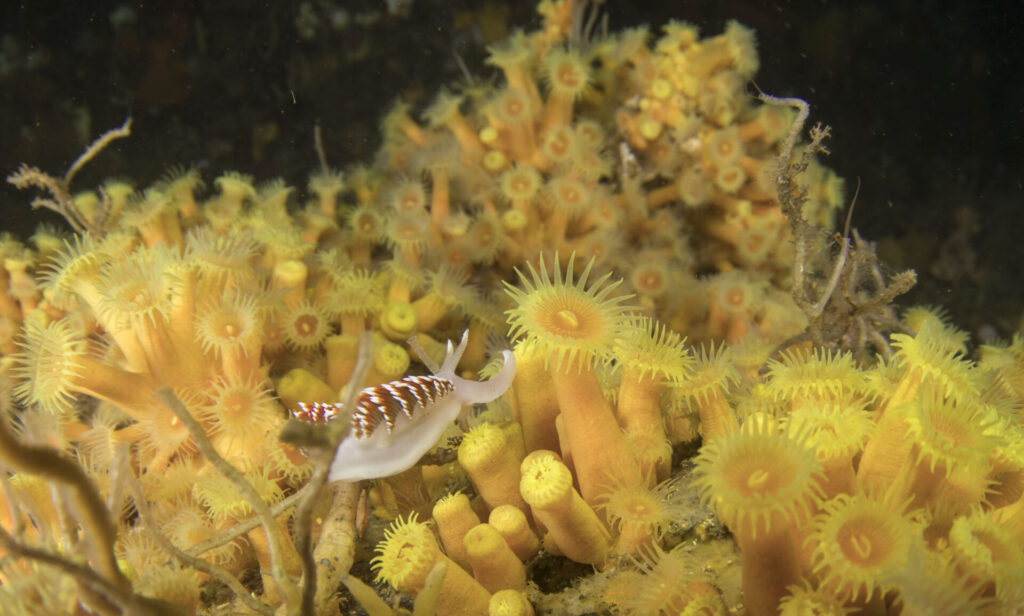 Nudibranquio espalda de fuego (Phidiana lottini) sobre anémonas incrustantes amarillas (Parazoanthus elongatus). Créditos: © Mauricio Altamirano @mauricio.altamiranoo @chomesub_expediciones