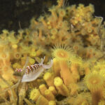 Nudibranquio espalda de fuego (Phidiana lottini) sobre anémonas incrustantes amarillas (Parazoanthus elongatus). Créditos: © Mauricio Altamirano @mauricio.altamiranoo @chomesub_expediciones