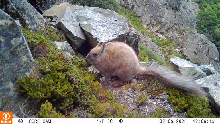 Por primera vez, documentan poblaciones de vizcacha austral en La Araucanía: registro extiende el límite norte de su distribución en más de 140 km