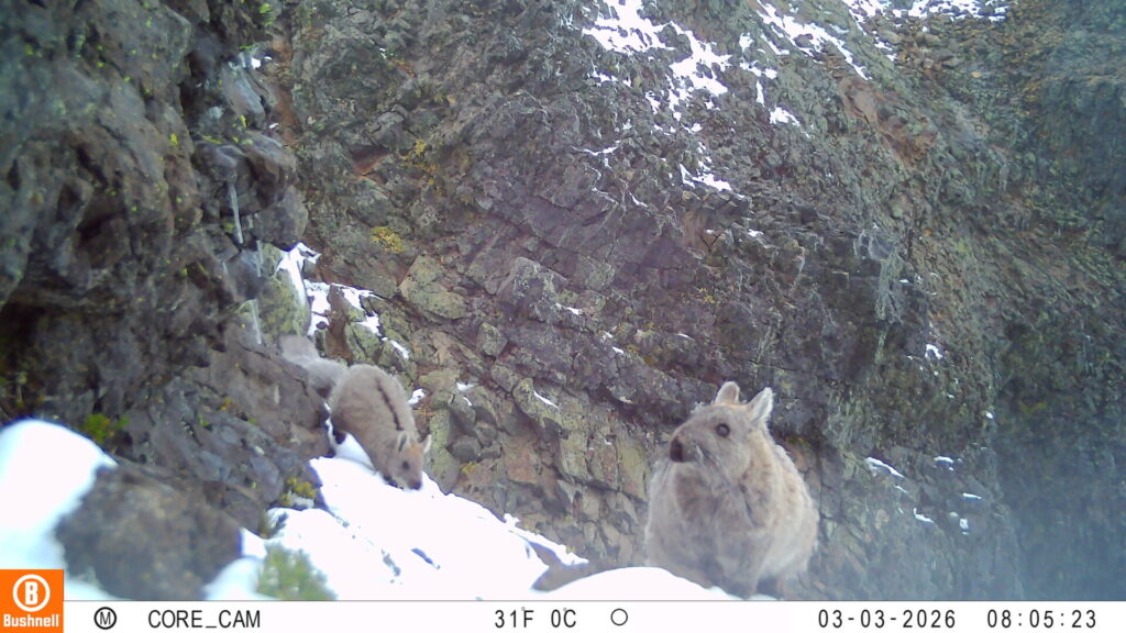 Vizcacha austral (Lagidium cf. wolffsohni). Créditos: Fernando Novoa.