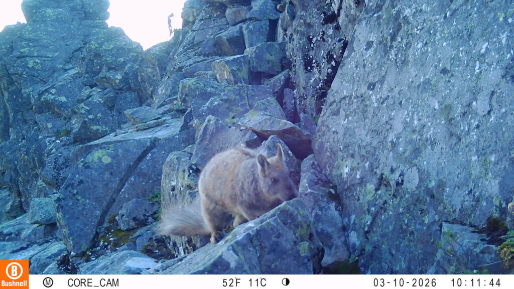 Vizcacha austral (Lagidium cf. wolffsohni). Créditos: Fernando Novoa.