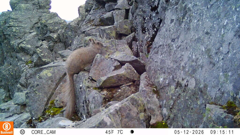 Vizcacha austral (Lagidium cf. wolffsohni). Créditos: Fernando Novoa.