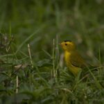Chipe Corona Negra (Cardellina pusilla) Cortesía: Alberto Lobato